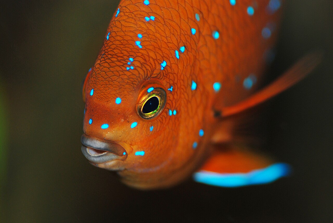Garibaldi juvenile