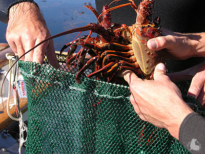 California Spiny Lobster catch