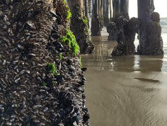 Lower pier pilings