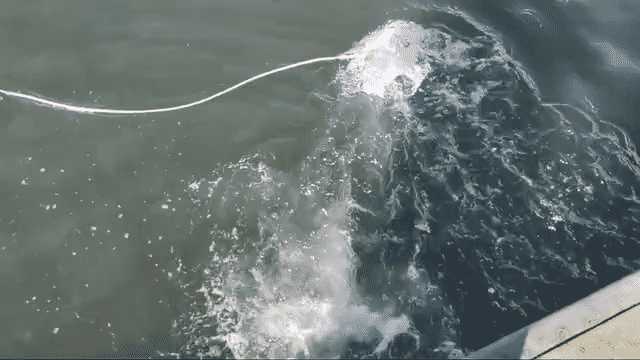 Marine Watchdogs hats