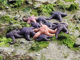 Pisaster ochraceus sea stars