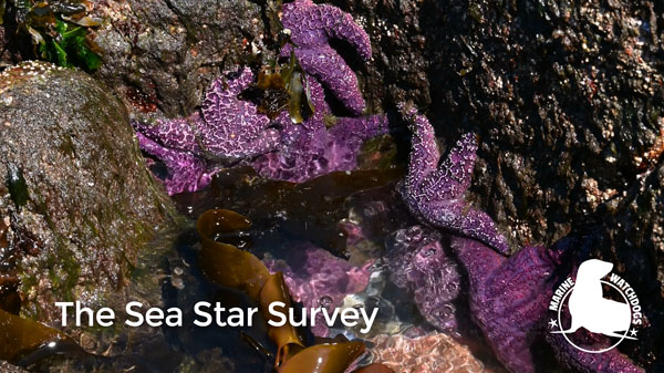 Purple sea stars